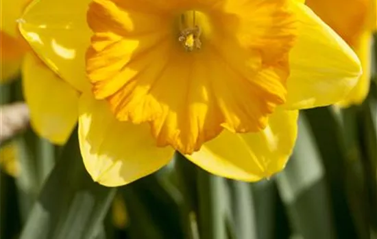 Narcissus in großkronigen Sorten