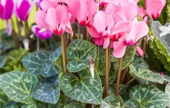 Cyclamen persicum 'Out-Land'
