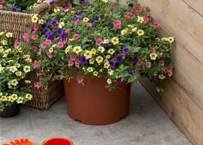 Schutz vor Wind Schutz vor Wind