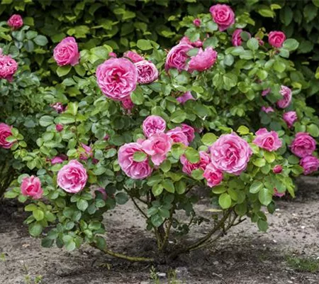 Der Oktober – Pflanzzeit für Rosen Der Oktober – Pflanzzeit für Rosen