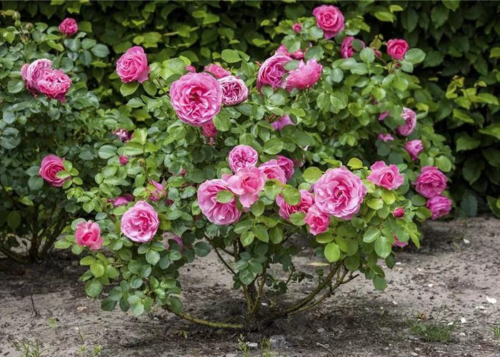 Der Oktober – Pflanzzeit für Rosen Der Oktober – Pflanzzeit für Rosen