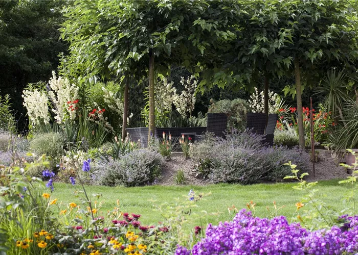 Stauden teilen I Stauden teilen I