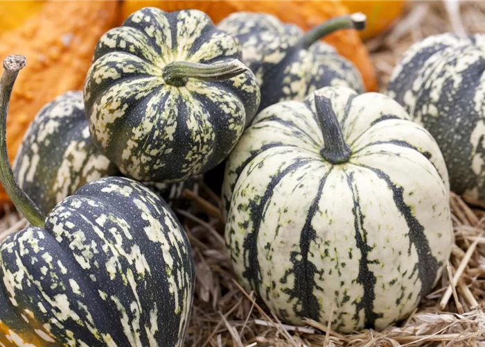 Reife Kürbisse ernten Reife Kürbisse ernten