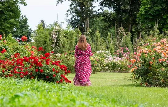 Rosenpflege im Sommer – Für die Königin nur das Beste