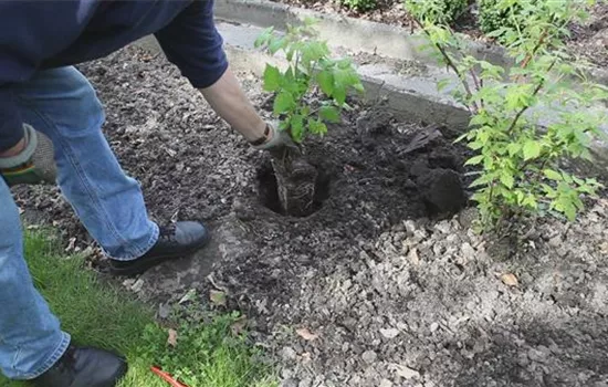 Himbeeren - Einpflanzen im Garten