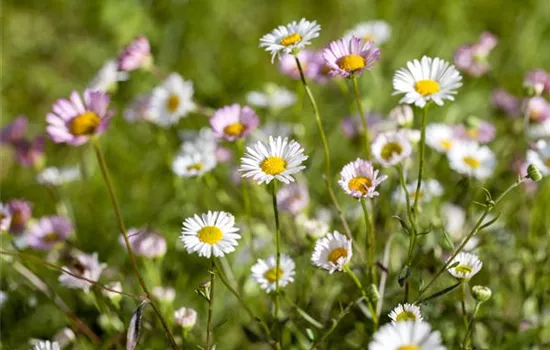 Die heilende Wirkung von Gänseblümchen