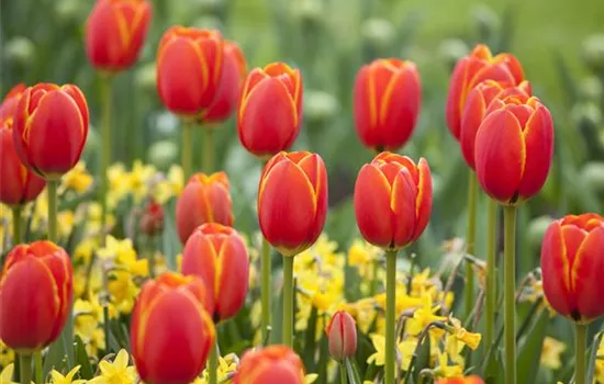 Der Feng-Shui-Garten: botanischer Einklang für die Gesundheit