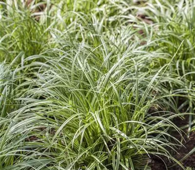 Carex morrowii