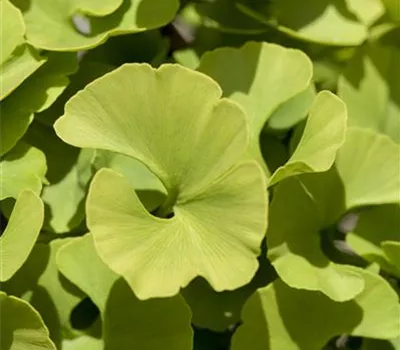 Ginkgo biloba 'Mariken'