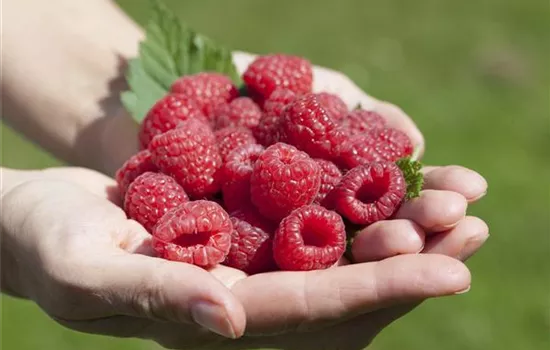 Rubus idaeus