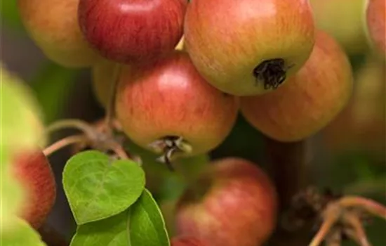 Malus 'Evereste'®