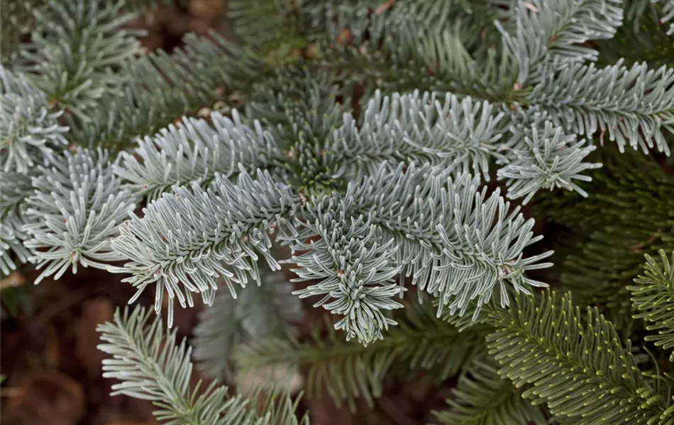 Abies procera