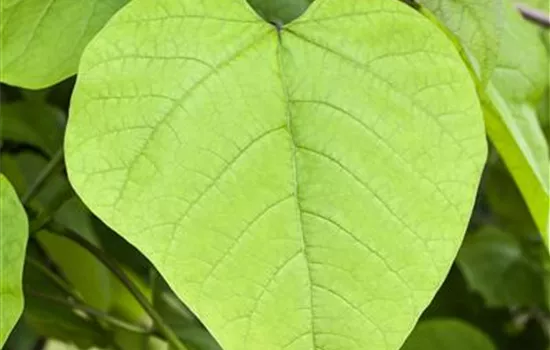 Catalpa bignonioides 'Nana'