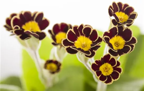 Primula elatior 'Victoriana'