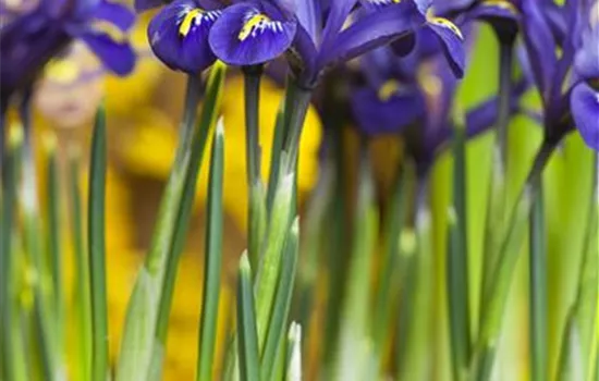 Iris reticulata