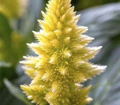 Celosia argentea