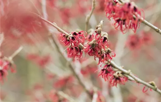 Hamamelis mollis