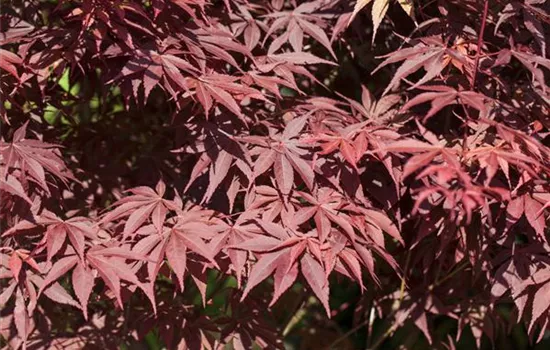 Acer palmatum 'Bloodgood'