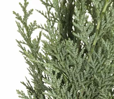 Chamaecyparis lawsoniana