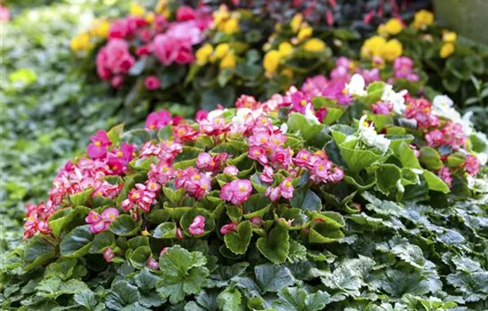 Begonia semperflorens