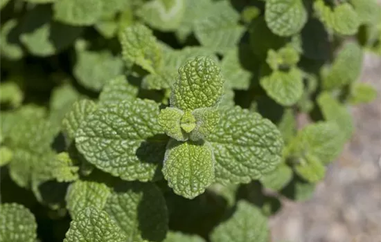 Mentha species