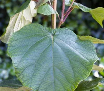 Actinidia chinensis 'Atlas'