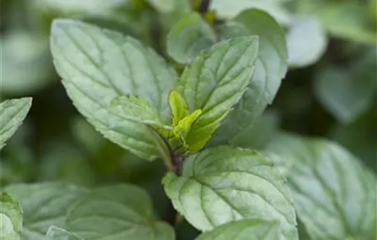 Mentha x piperita 'Chocolate'