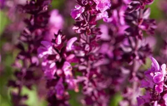 Salvia nemorosa, rot