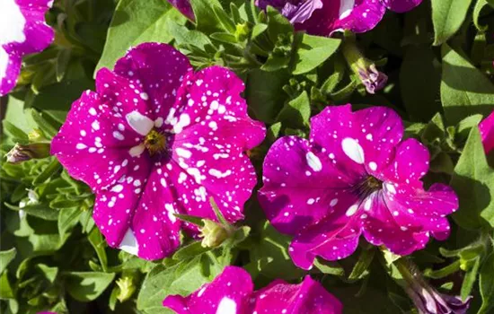 Petunia 'BabyDoll'®