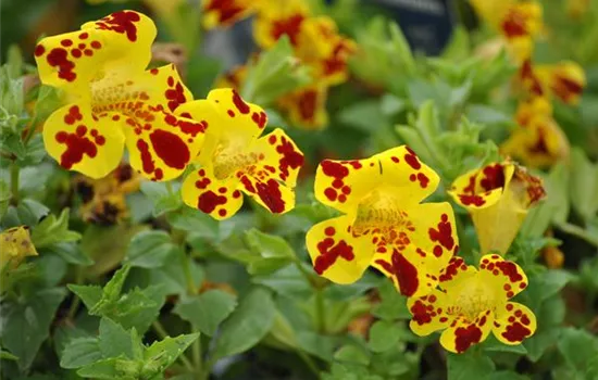 Mimulus x hybrida