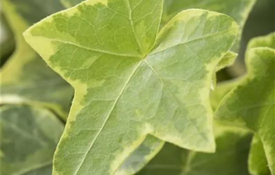 Hedera helix, gelb-grün