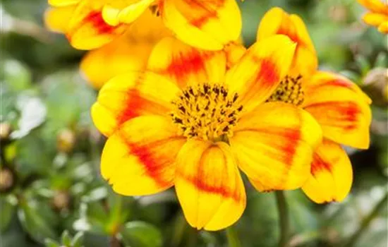 Bidens ferulifolia 'BeeDance'®