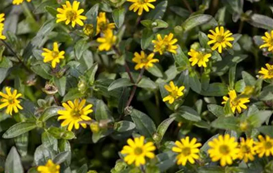 Sanvitalia procumbens