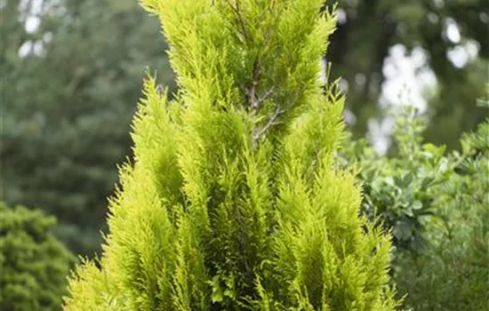 Thuja plicata '4ever' GOLDY®(s)