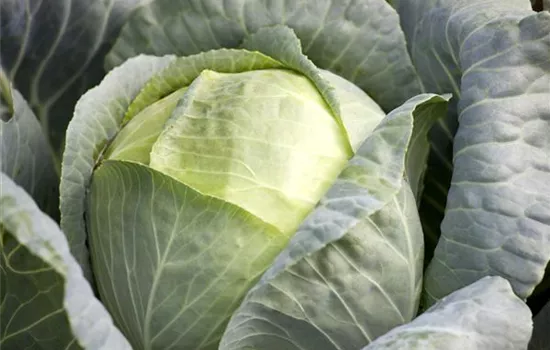 Brassica oleracea var. capitata f. alba