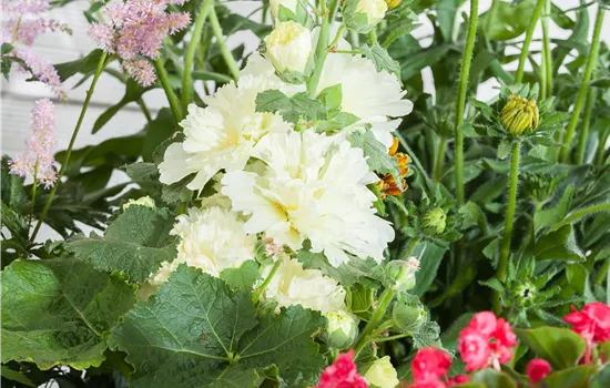 Alcea rosea plena