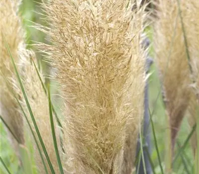 Cortaderia selloana