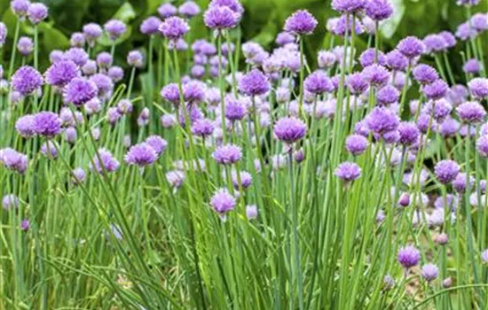 Allium schoenoprasum