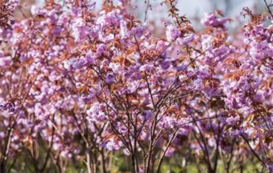 Prunus serrulata 'Kanzan'