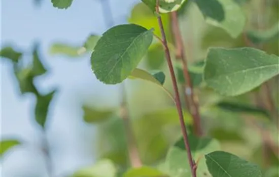 Amelanchier alnifolia 'Obelisk'®