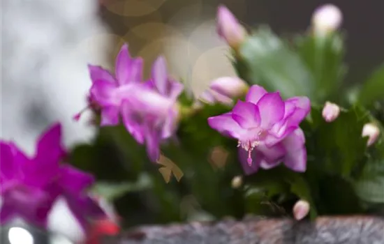 Schlumbergera bridgesii