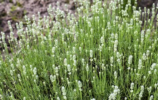 Lavandula angustifolia, weiß