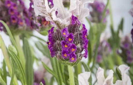 Lavandula stoechas 'Butterfly Garden'®