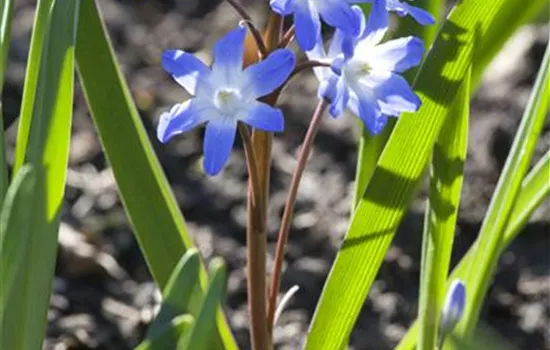 Scilla siberica