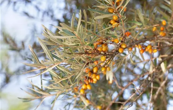 Hippophae rhamnoides