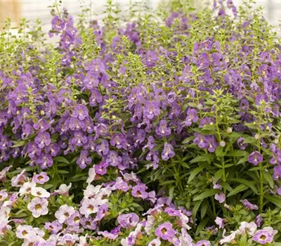 Angelonia hybrid