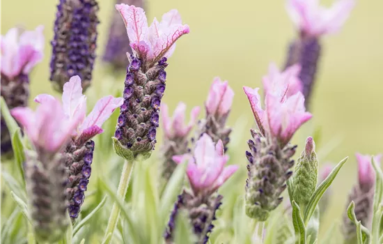 Lavandula stoechas, rosa