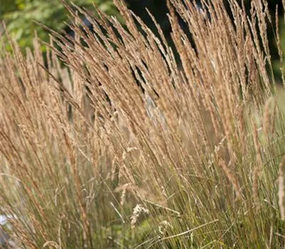 Calamagrostis x acutiflora