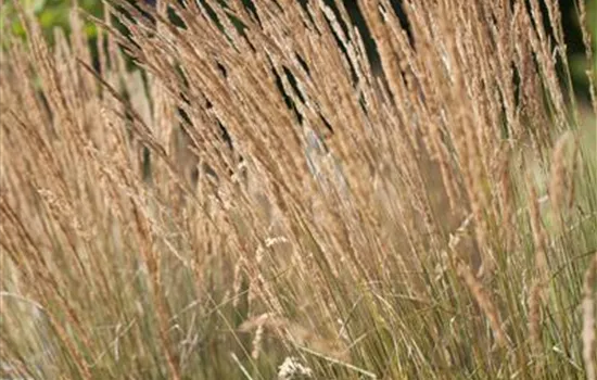 Calamagrostis x acutiflora 'Karl Foerster'