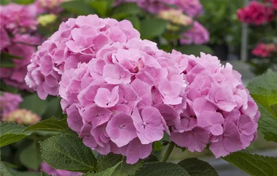 Hydrangea 'Forever & Ever'®